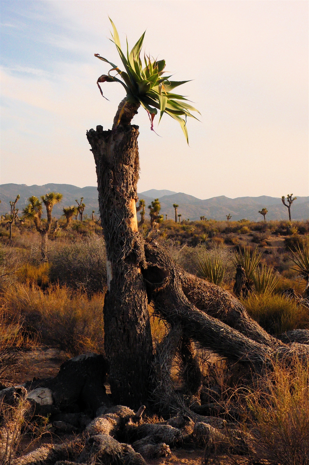 photo-from-regen-larner-park-4-1200x-q100