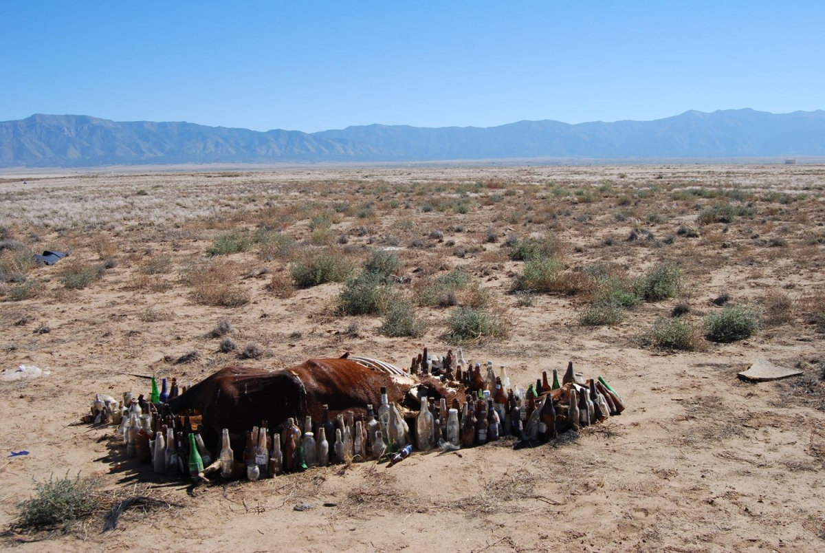 10192013-scalkins-333-1200x-q100