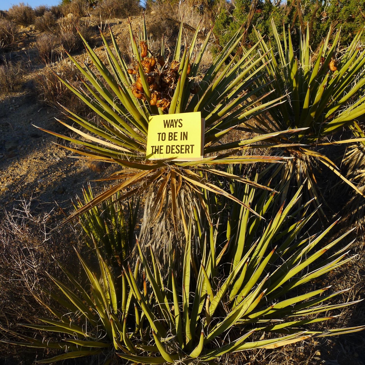 10132013-aadar-126-1200x-q100