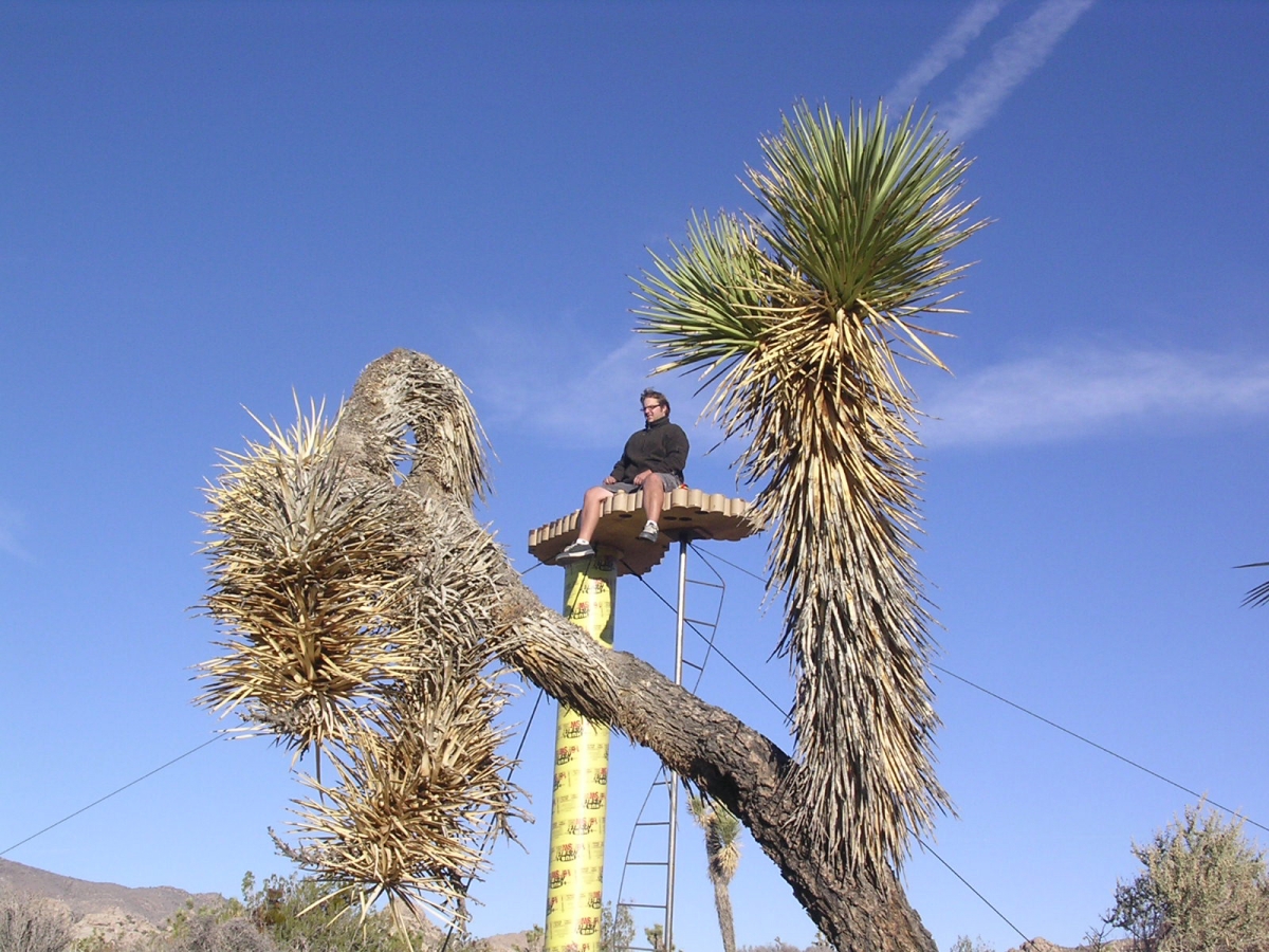 ingramjoshuatree-1200x-q100