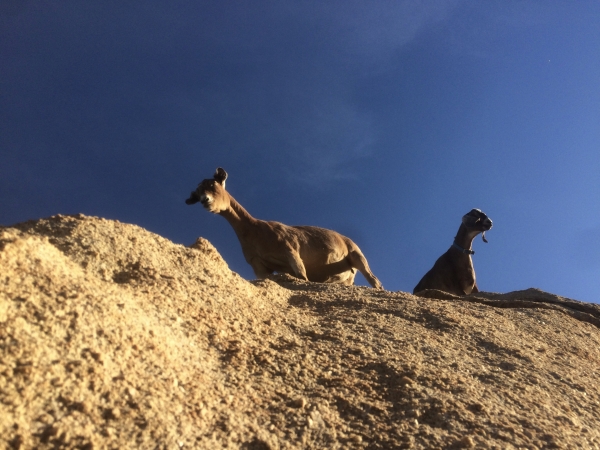 goats-1-600x-q100
